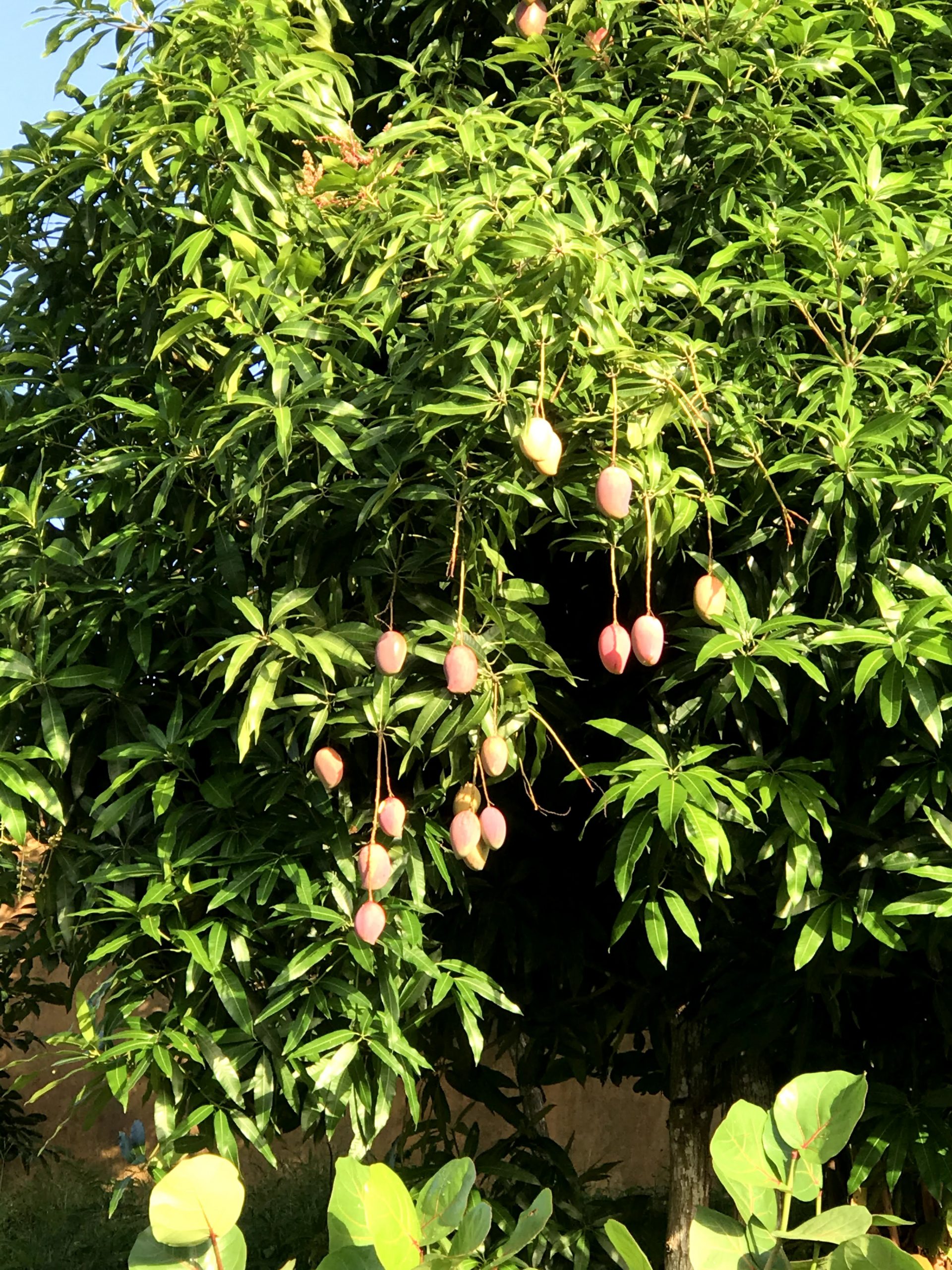 Mango Tree Rio Mangoes - The Messier the Better - Becoming Boricua